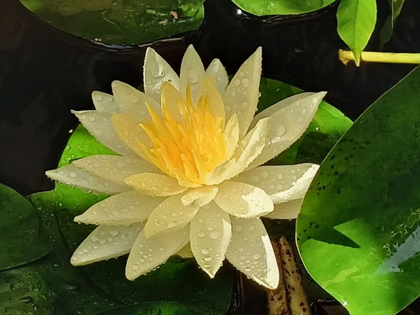  - Grădina 2023 continuare 5