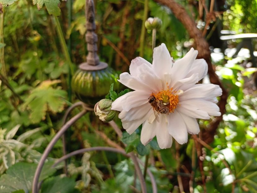 Anemona Monte Rose - Grădina 2023 continuare 5