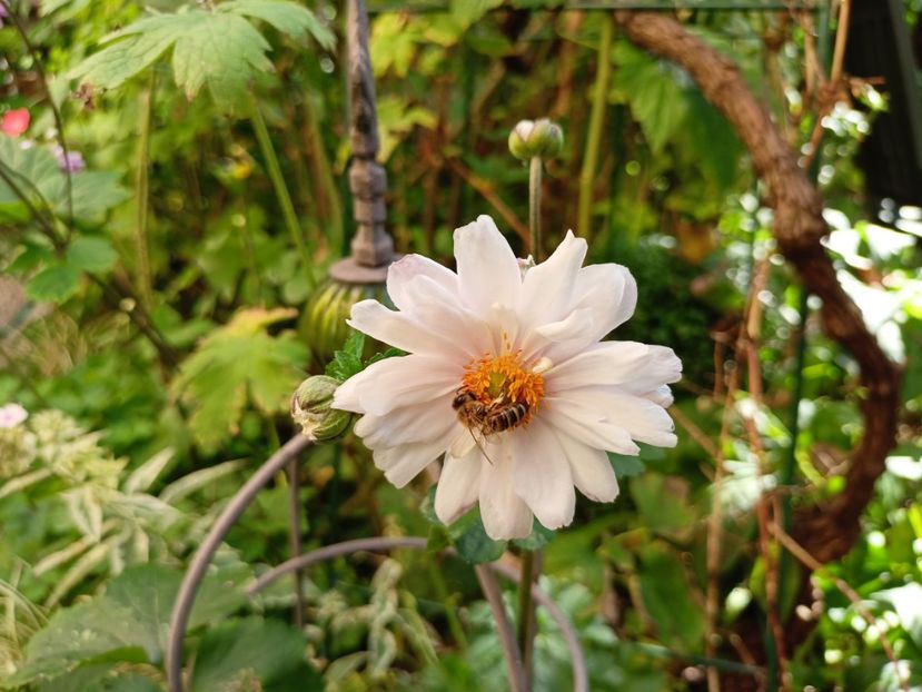  - Grădina 2023 continuare 5