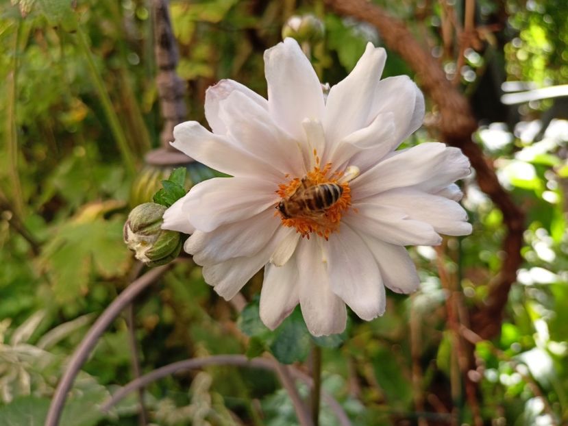  - Grădina 2023 continuare 5