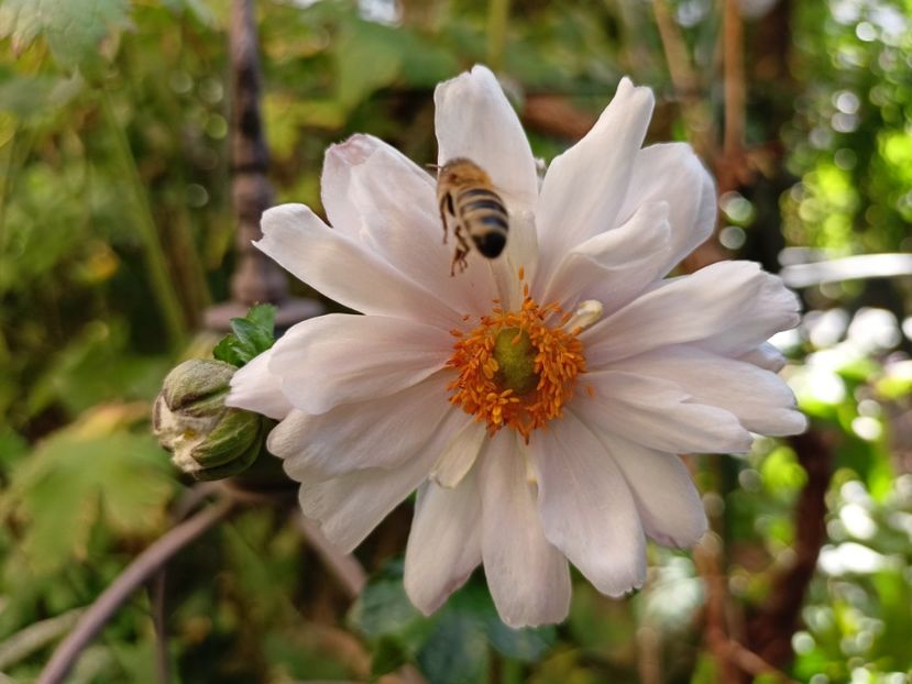  - Grădina 2023 continuare 5