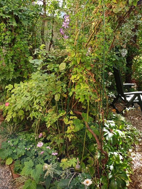  - Grădina 2023 continuare 5