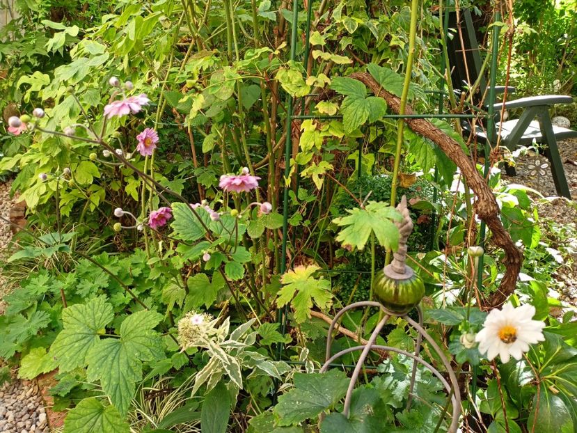 Pamina și Monte Rose - Grădina 2023 continuare 5