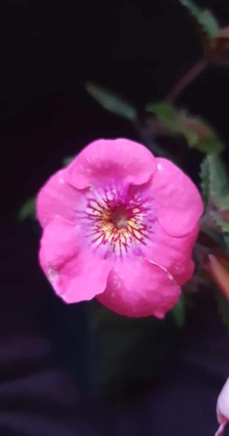 received_669360621925359 - RF_s Pink Parasol