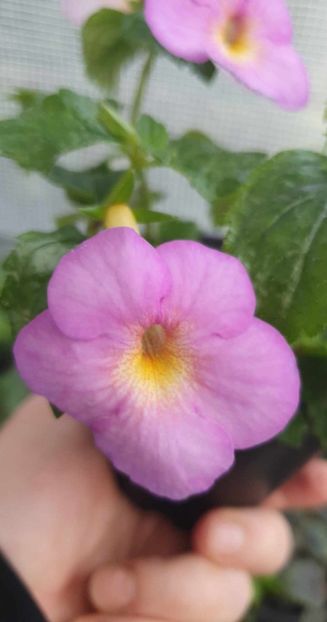 received_270166842573517 - Sweet Giant