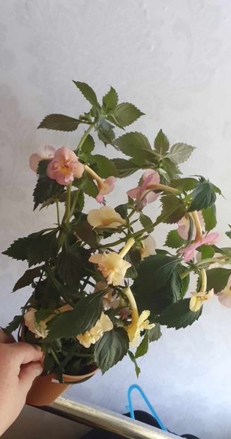 received_1346825136217312 - Yellow English Rose