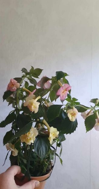 received_623681522981799 - Yellow English Rose