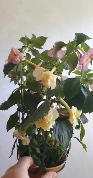received_216368147804384 - Yellow English Rose