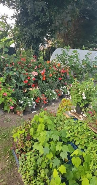 received_272246298884432 - - Gradina 2023