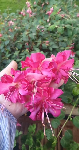 received_1720627091720530 - - Gradina 2023