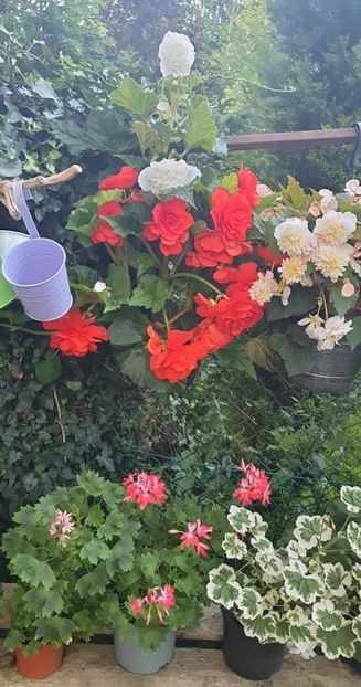 received_195497196689977 - - Gradina 2023