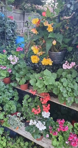 received_1232329284080748 - - Gradina 2023