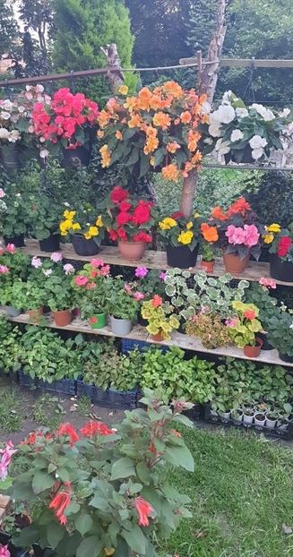 received_335481635477566 - - Gradina 2023