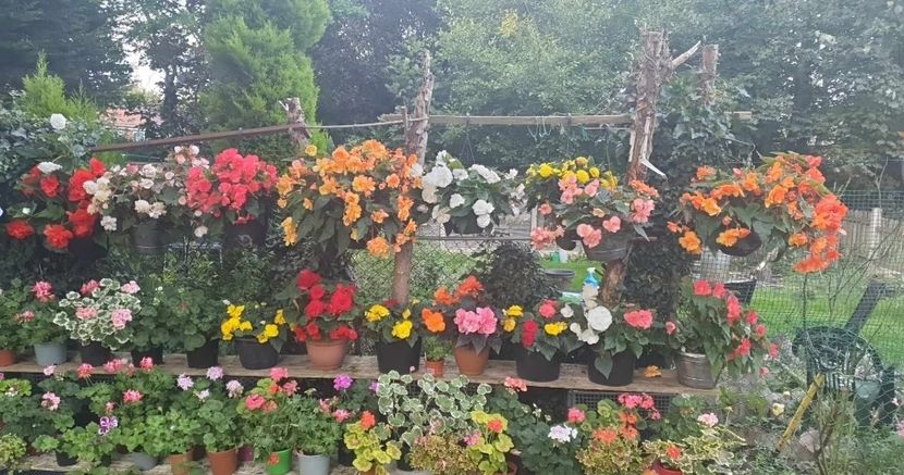 received_749197963630348 - - Gradina 2023