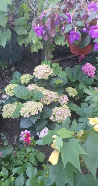 received_1013644103132645 - - Gradina 2023