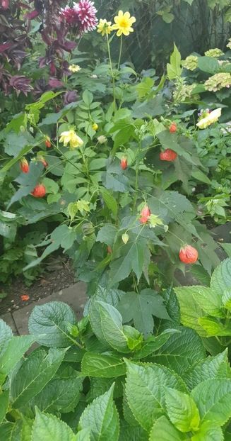 received_132706223230041 - - Gradina 2023