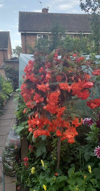 received_2604545016388382 - - Gradina 2023