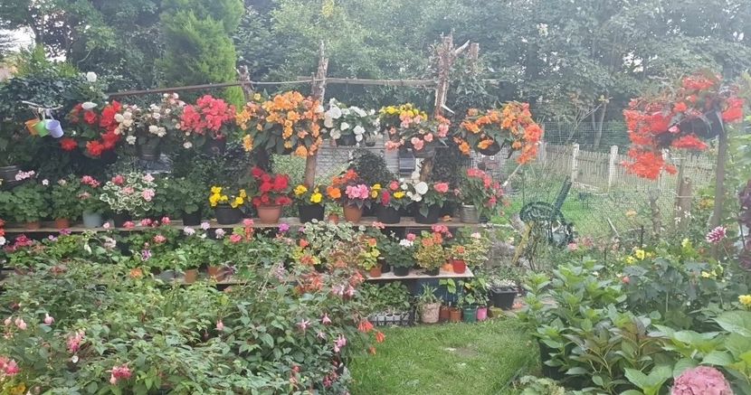 received_654013930017619 - - Gradina 2023