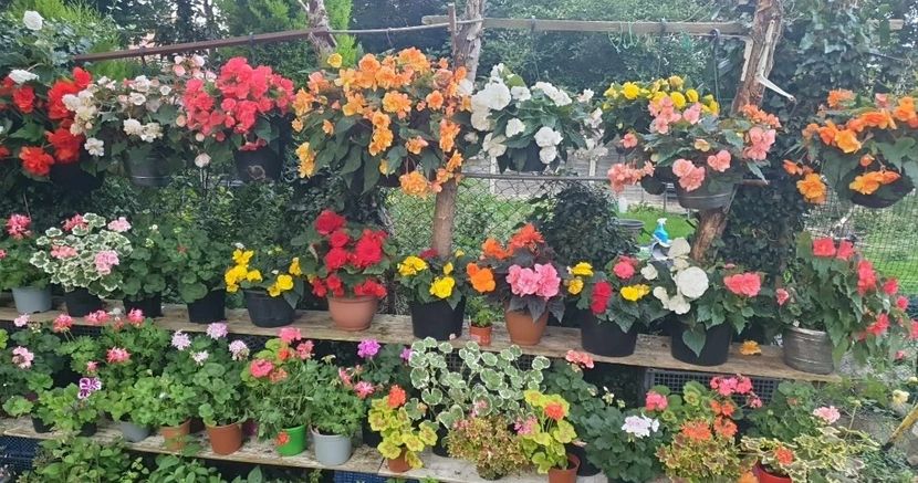 received_1175368737186680 - 1-00 Begonii 2023