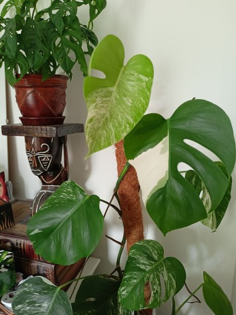  - Plante verzi de apartament