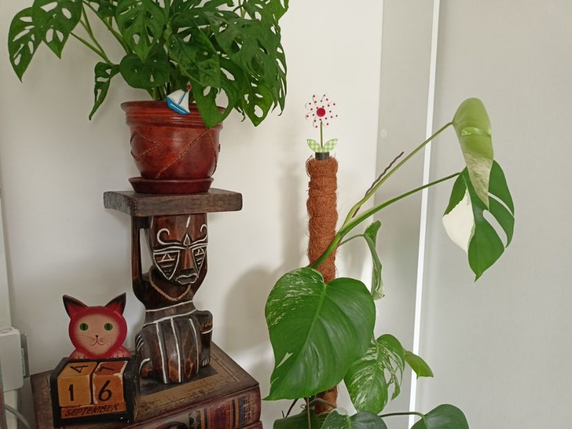  - Plante verzi de apartament