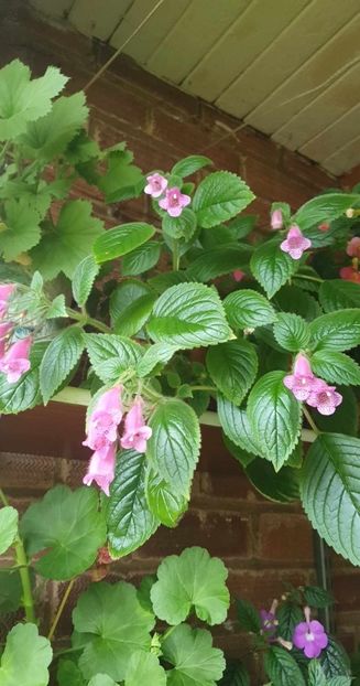 received_638059345141790 - Seemannia Gymnostoma