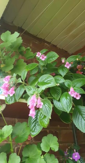 received_325694956522104 - Seemannia Gymnostoma
