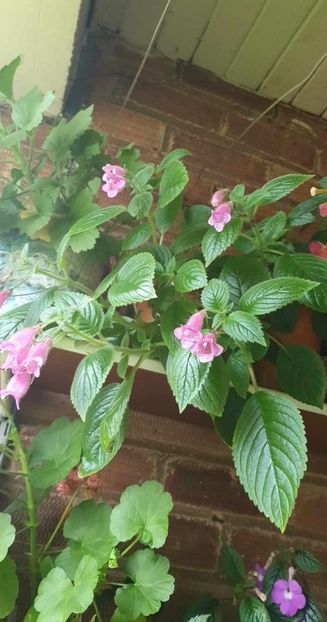 received_841417734196085 - Seemannia Gymnostoma