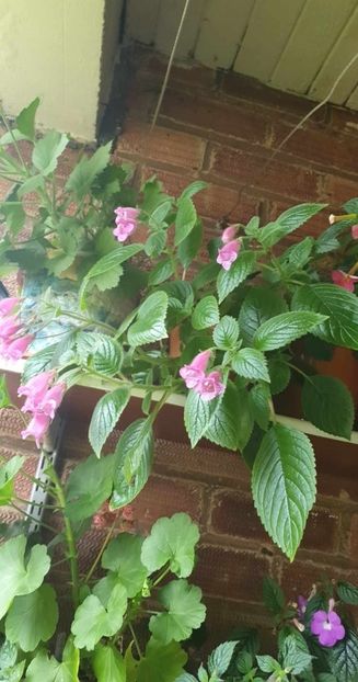 received_327500509658626 - Seemannia Gymnostoma