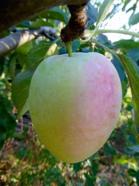 P1170658 - Fructe 2023