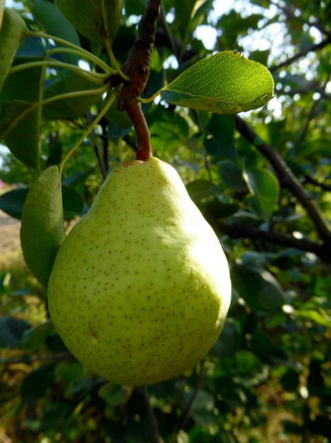 P1170659 - Fructe 2023