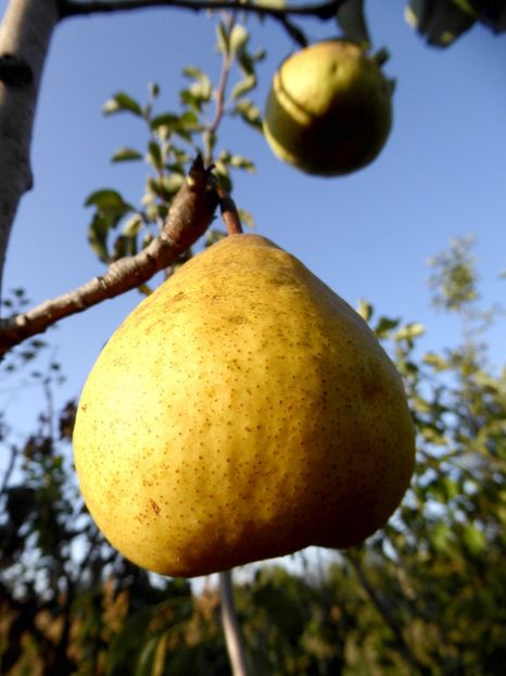 P1170663 - Fructe 2023