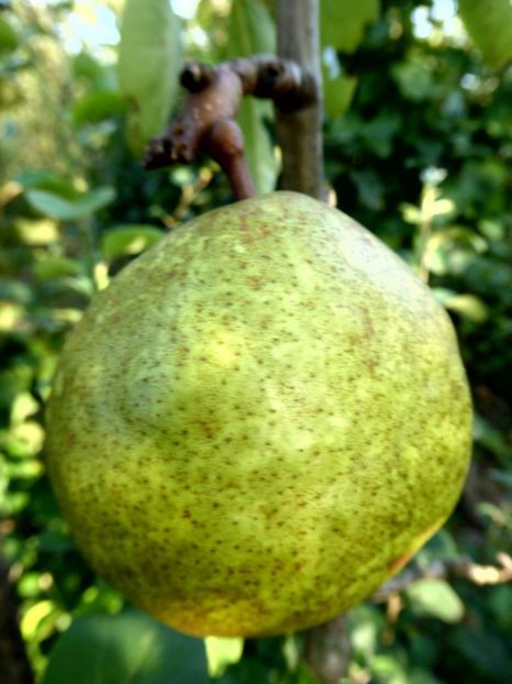 P1170670 - Fructe 2023