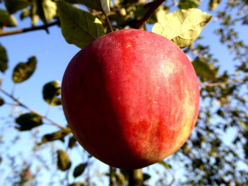 P1170672 - Fructe 2023