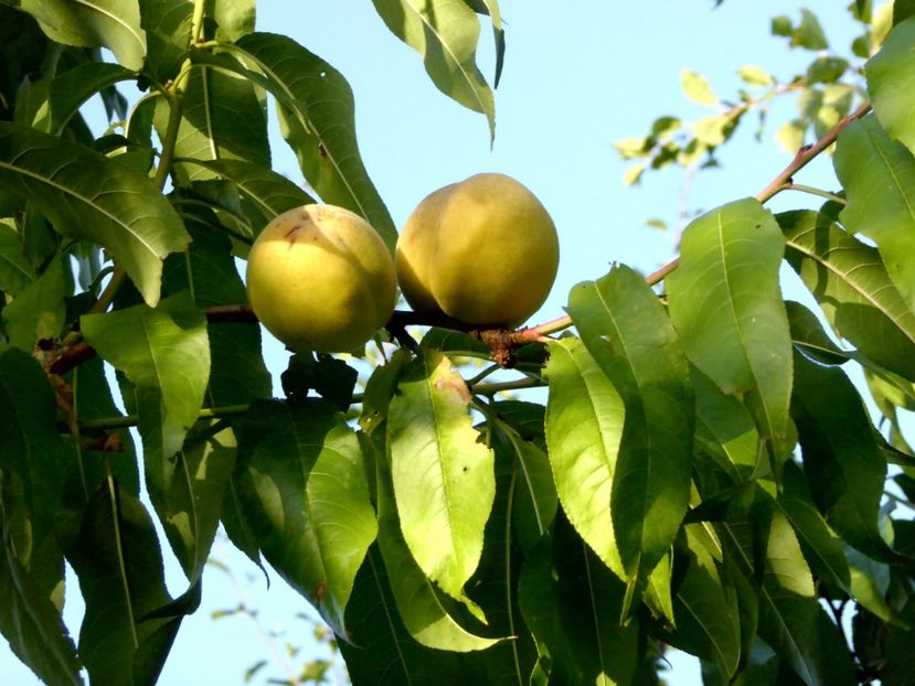 P1170686 - Fructe 2023