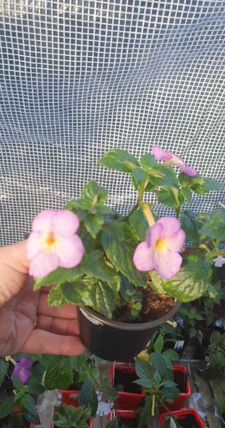 received_762018268925083 - Sweet Giant