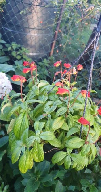 received_1484242115684979 - Seemannia Evita