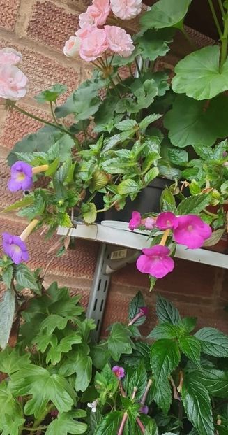 received_647494760825078 - 0 Achimenes 2023