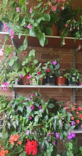 received_1442449349658277 - 0 Achimenes 2023