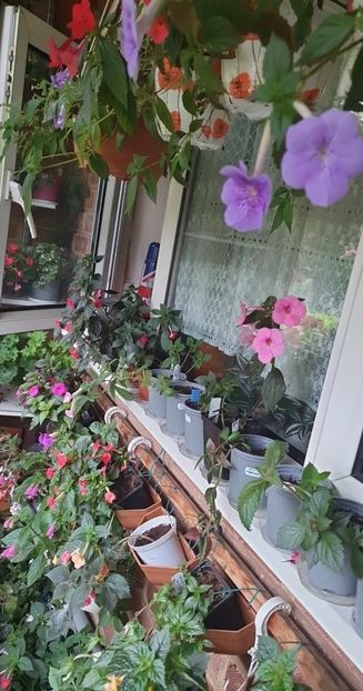 received_1986483308391160 - 0 Achimenes 2023