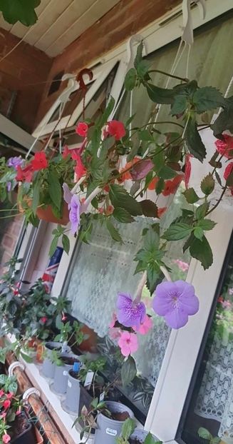received_1390774334986331 - 0 Achimenes 2023