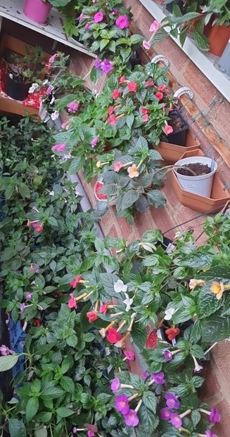 received_1014229359999031 - 0 Achimenes 2023