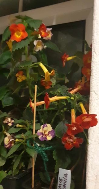 received_288309897283447 - 0 Achimenes 2023