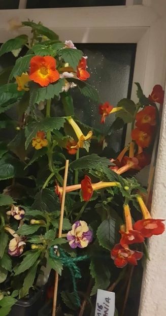 received_299621932703450 - 0 Achimenes 2023