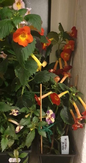 received_249241011431814 - 0 Achimenes 2023
