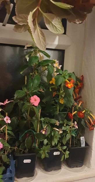 received_242155661677562 - 0 Achimenes 2023