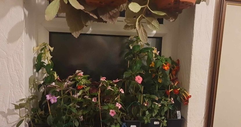 received_1490499498393875 - 0 Achimenes 2023