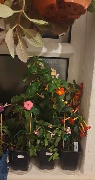 received_238609769178346 - 0 Achimenes 2023