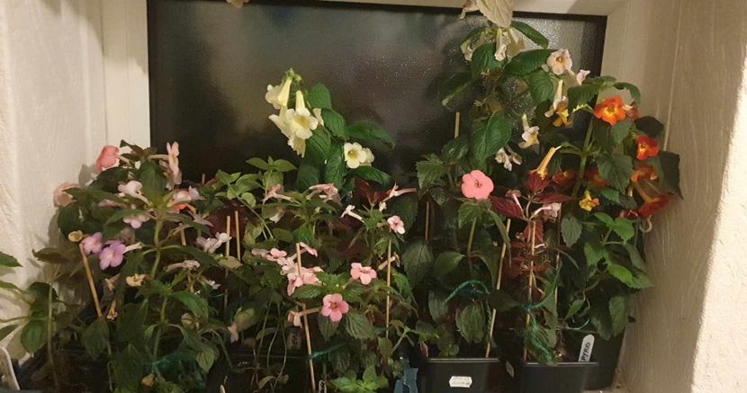 received_681195923612665 - 0 Achimenes 2023