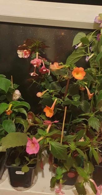 received_306571515396434 - 0 Achimenes 2023